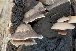 Image of Bjerkandera adusta (Willd.) P. Karst. 1879