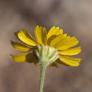 Image of Ives' fournerved daisy