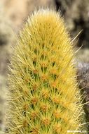 Image of Golden-spine Cereus