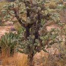 Image of Cylindropuntia cholla (F. A. C. Weber) F. M. Knuth