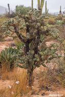 Image of Cylindropuntia cholla (F. A. C. Weber) F. M. Knuth