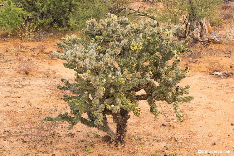 Image of Cylindropuntia cholla (F. A. C. Weber) F. M. Knuth