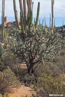 Image of Cylindropuntia cholla (F. A. C. Weber) F. M. Knuth