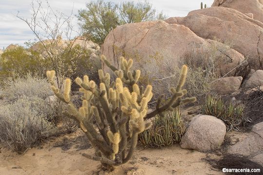 Image of <i>Cylindropuntia ganderi</i> var. <i>catavinensis</i>