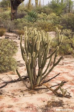 Image of <i>Cylindropuntia ganderi</i> var. <i>catavinensis</i>