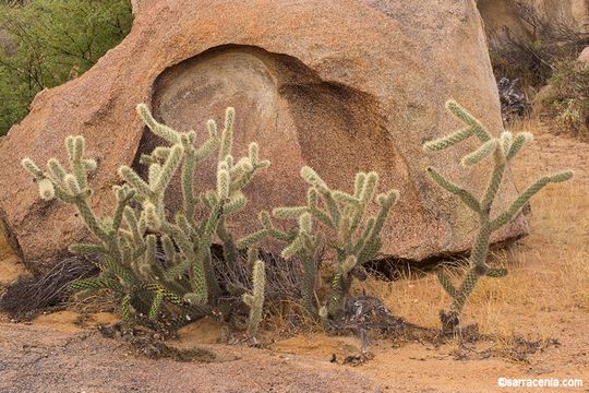 Image of <i>Cylindropuntia ganderi</i> var. <i>catavinensis</i>