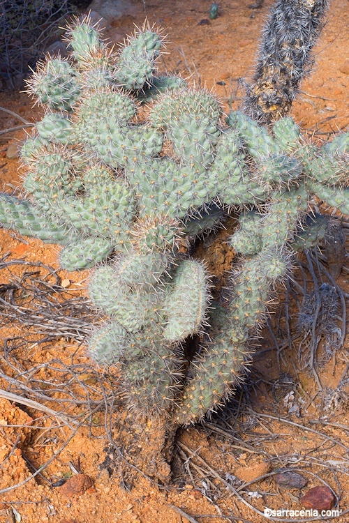 Image of Cylindropuntia cholla (F. A. C. Weber) F. M. Knuth
