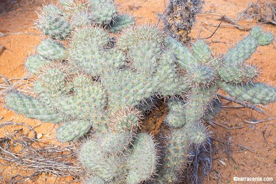 Image of Cylindropuntia cholla (F. A. C. Weber) F. M. Knuth