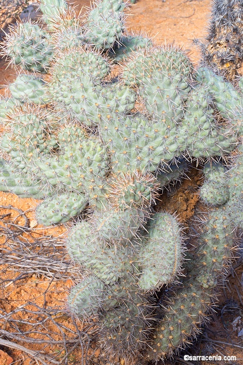 Image of Cylindropuntia cholla (F. A. C. Weber) F. M. Knuth