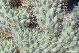 Image of Cylindropuntia cholla (F. A. C. Weber) F. M. Knuth