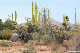 Image de Cylindropuntia molesta (Brandegee) F. M. Knuth