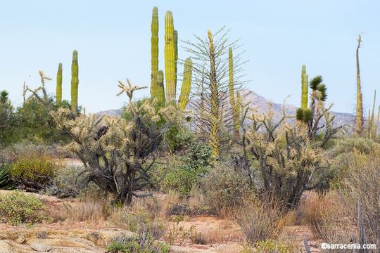 Image of Cylindropuntia molesta (Brandegee) F. M. Knuth