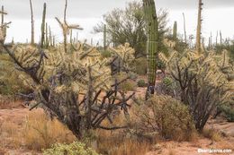 Image of Cylindropuntia molesta (Brandegee) F. M. Knuth