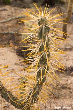 Image of Cylindropuntia molesta (Brandegee) F. M. Knuth