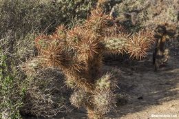 Image of Cylindropuntia molesta (Brandegee) F. M. Knuth