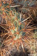 Image of Cylindropuntia molesta (Brandegee) F. M. Knuth