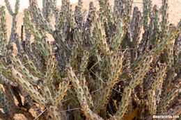 Sivun Cylindropuntia tesajo (Engelm. ex J. M. Coult.) F. M. Knuth kuva