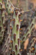 Sivun Cylindropuntia tesajo (Engelm. ex J. M. Coult.) F. M. Knuth kuva