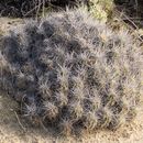 Image of <i>Echinocereus <i>maritimus</i></i> var. maritimus