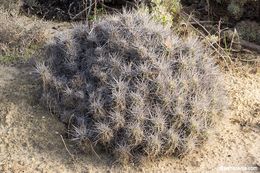 Image of <i>Echinocereus <i>maritimus</i></i> var. maritimus