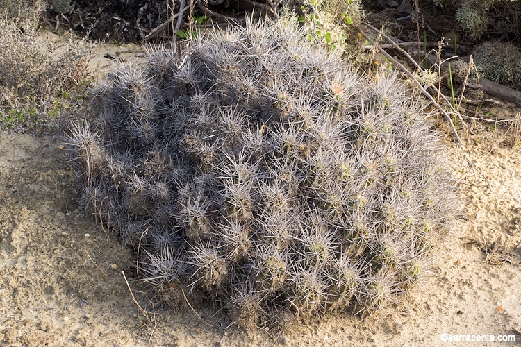 Image of <i>Echinocereus <i>maritimus</i></i> var. maritimus