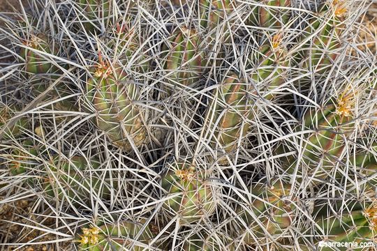 Image of <i>Echinocereus <i>maritimus</i></i> var. maritimus