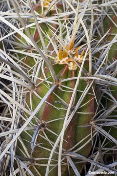 Image of <i>Echinocereus <i>maritimus</i></i> var. maritimus