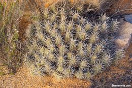 Image of <i>Echinocereus <i>maritimus</i></i> var. maritimus