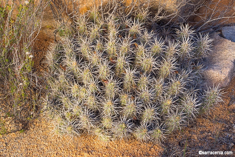 Image of <i>Echinocereus <i>maritimus</i></i> var. maritimus