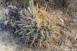 Image of <i>Ferocactus <i>fordii</i></i> var. fordii