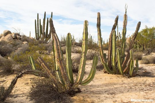 Image of <i>Lophocereus <i>schottii</i></i> var. schottii