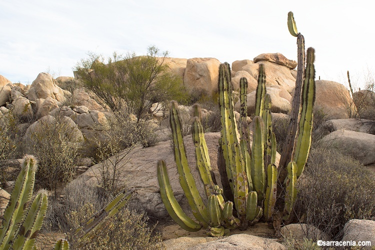 Image of <i>Lophocereus <i>schottii</i></i> var. schottii