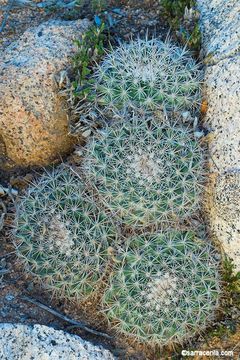 Image de Mammillaria brandegeei (J. M. Coult.) Engelm. ex K. Brandegee