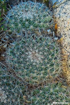 Image de Mammillaria brandegeei (J. M. Coult.) Engelm. ex K. Brandegee