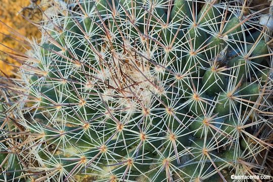 Image de Mammillaria brandegeei (J. M. Coult.) Engelm. ex K. Brandegee