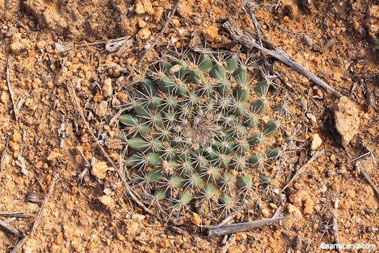 Image de Mammillaria brandegeei (J. M. Coult.) Engelm. ex K. Brandegee