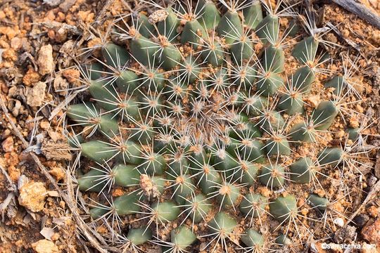 Image de Mammillaria brandegeei (J. M. Coult.) Engelm. ex K. Brandegee