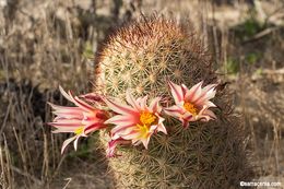 Image of Strawberry Cactus