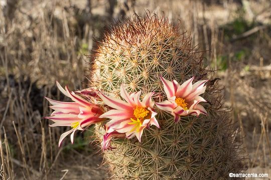 Image of Strawberry Cactus