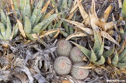 Image of Strawberry Cactus