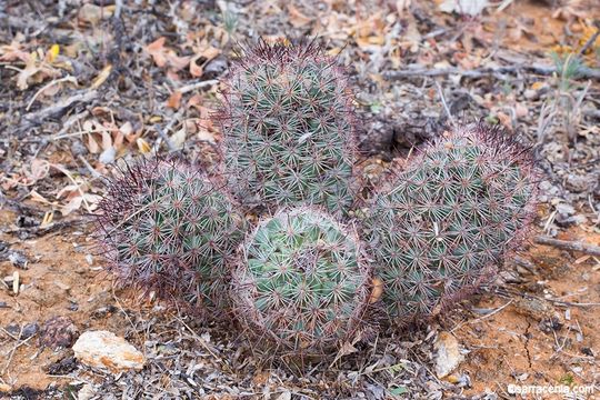 Image of Strawberry Cactus