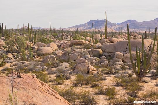 Image of Cardón Cactus