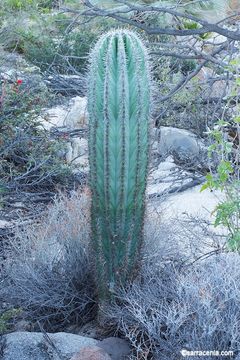 Image of Cardón Cactus