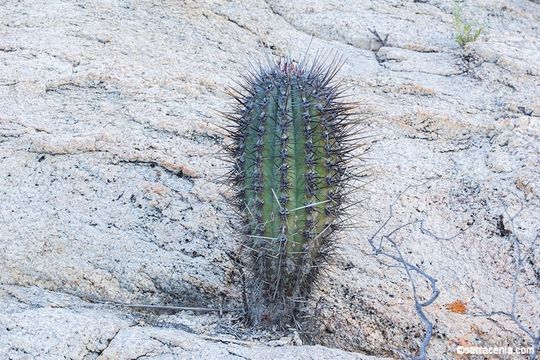 Image of Pachycereus pringlei (S. Watson) Britton & Rose