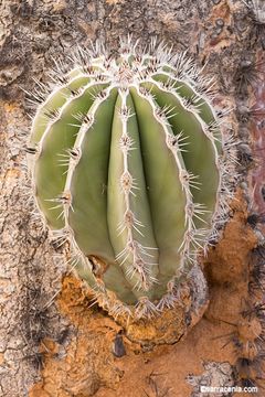 Image of Cardón Cactus