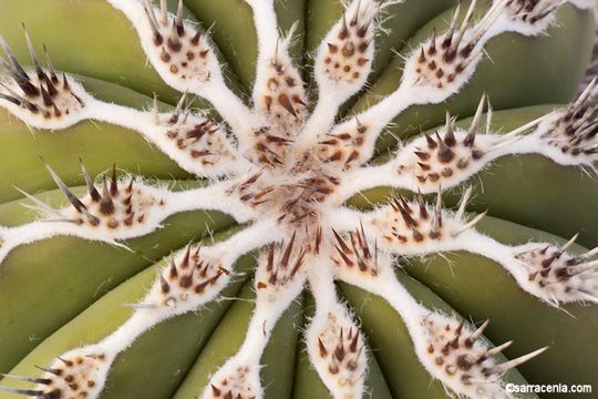 Image of Pachycereus pringlei (S. Watson) Britton & Rose