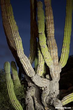 Image of Cardón Cactus