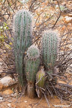 Image of Cardón Cactus
