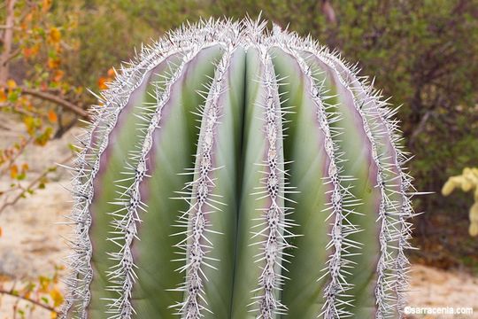 Image of Cardón Cactus