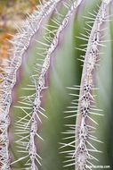 Image of Pachycereus pringlei (S. Watson) Britton & Rose